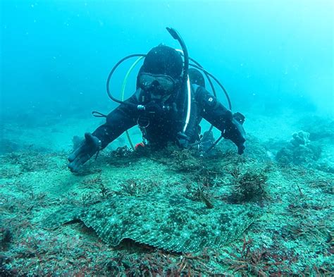 秋の江の浦潜ってきました～ Padiスキューバダイビングショップラウト鎌倉