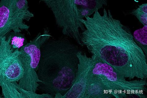 活细胞多色荧光成像的成功秘诀：多色同时成像 知乎