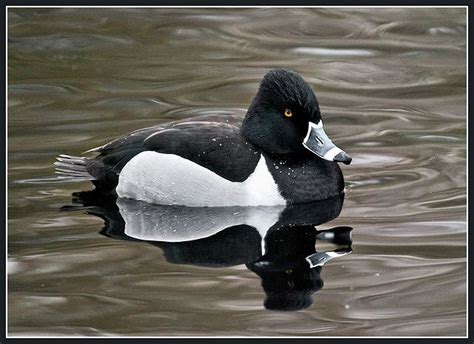 Ring-necked Duck, Male | Duck pictures, Duck species, Bird hunting