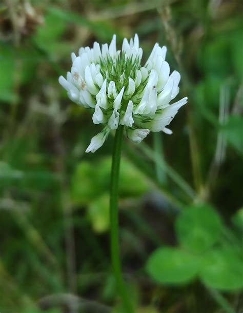 Trifolium Repens L Biodiversidade