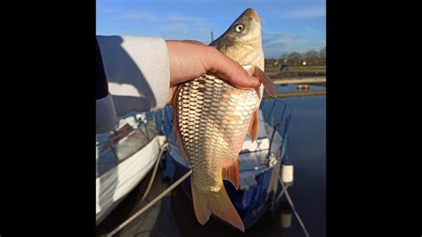 Pecanje Sarana I Babuske Na Dunavu Pecanje Na Plovak Fishing Carp On