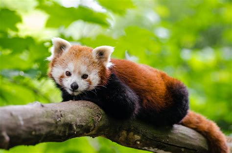 Red Panda On Brown Tree Trunk · Free Stock Photo