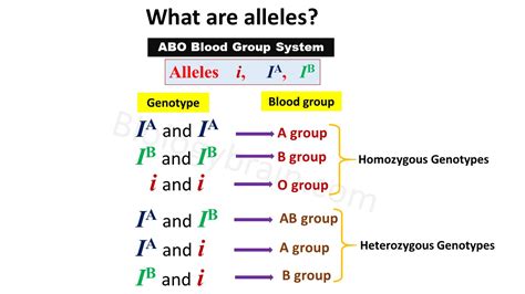 What are alleles? - Biology Brain