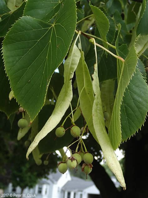 Tilia Americana American Basswood Minnesota Wildflowers