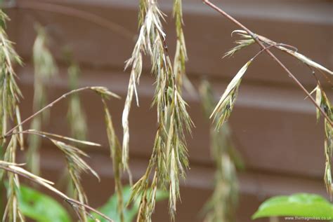 bamboo flowering | The Magnolias Garden Website