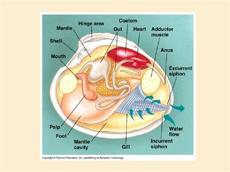 Mollusc Anatomy