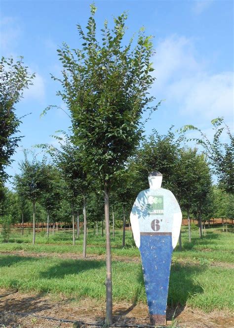 Zelkova Serrata Musashino Archives Hunter Trees LLC