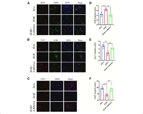 A Immunofluorescence Staining Of Inos Red And Cd68 Green In Download Scientific