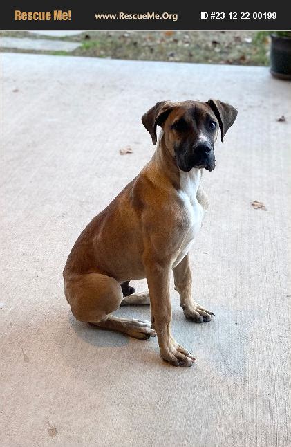 ADOPT 23122200199 Black Mouth Cur Rescue Paradise TX