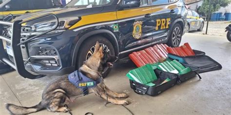 Cão da PRF encontra 50 Kg de maconha em ônibus na Bahia Bahia ON