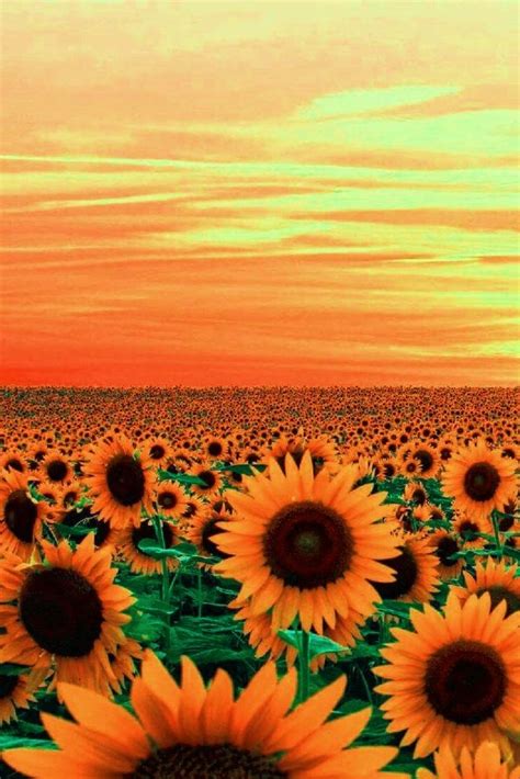 Sunflower Field Wallpaper | Sonnenblumen, Blumen