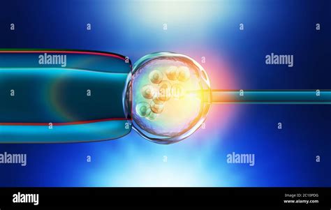 Befruchtung Eizelle Fotos Und Bildmaterial In Hoher Auflösung Alamy