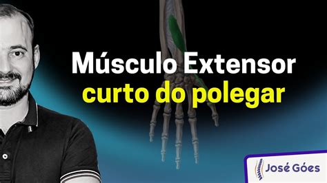 Músculo extensor curto do polegar José Góes YouTube