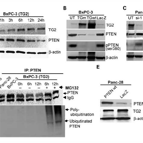 Tg Regulates Pten Expression A Western Blot Analysis Showingtg And