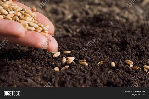 Sowing Wheat By Hand Image & Photo (Free Trial) | Bigstock