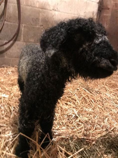 Newborn Lamb Care Management OSU Sheep Team