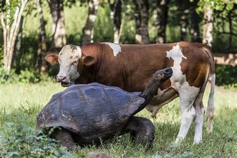 Wild Galapagos Giant Tortoise Geochelone Elephantopus