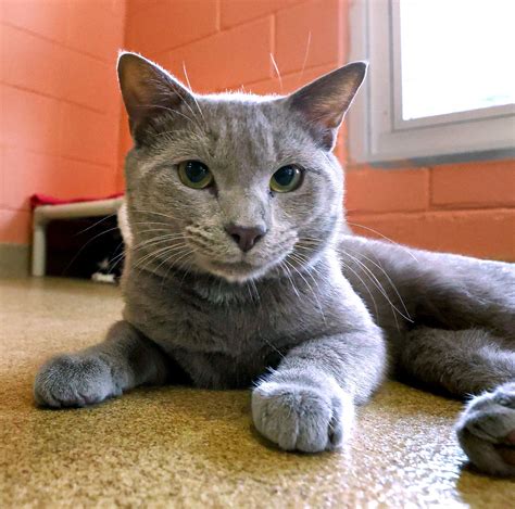 Pictures: Puppies & kittens ready for adoption at Pet Alliance of