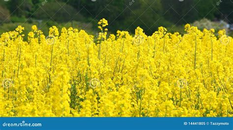 Rapeseed Flowers Stock Image Image Of Farm Countryside 14441805