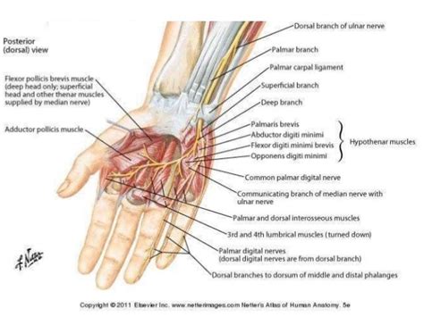 Hand Nerves Anatomy - Anatomical Charts & Posters