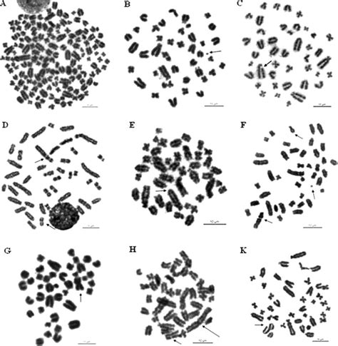 Different Types Of Chromosome Aberrations In Rat Bone Marrow Treated