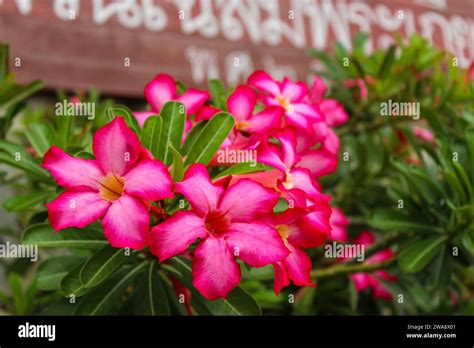 August 3, 2020, Pattaya, Thailand: Adenium obesum with other names such