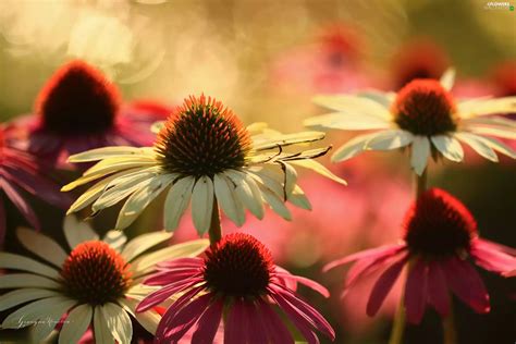 echinacea, Flowers - Flowers wallpapers: 2560x1707