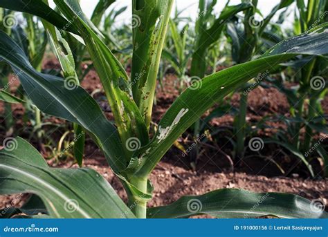 Damage Symptom on Corn from Fall Armyworm Stock Photo - Image of ...