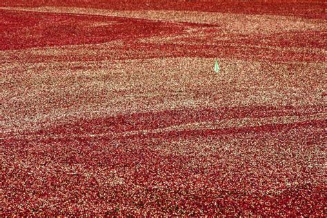 Cranberry Bog at Harvest Time Stock Image - Image of autumn, water ...