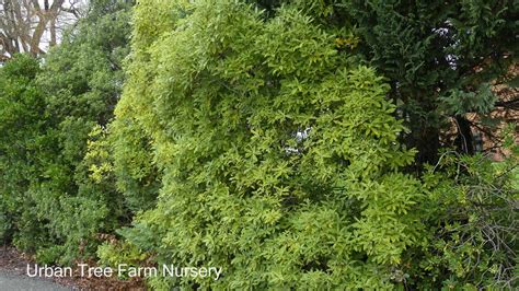 Pittosporum eugenioides | Urban Tree Farm Nursery