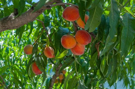 A Fruit Holiday In Ramgarh Uttarakhand The Bum Who Travels