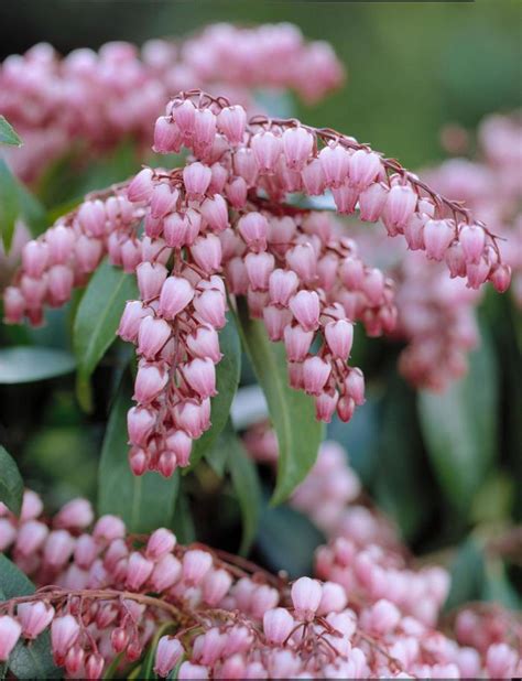 Pieris Japonica Katsura Lily Of The Valley Shrub Garden Center