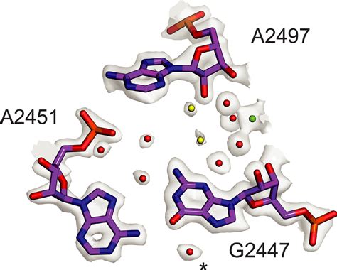 Structure Of The Bacterial Ribosome At 2 Å Resolution Elife