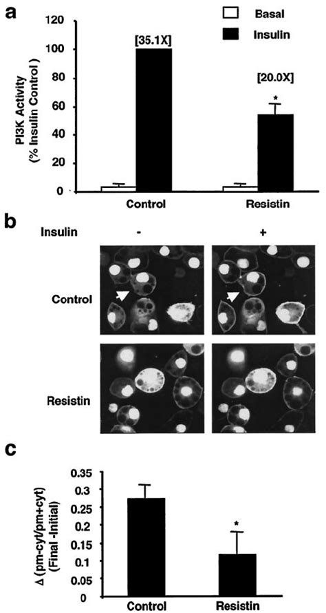 Resistin Decreases Insulin Stimulated Serine And Threonine Download Scientific Diagram