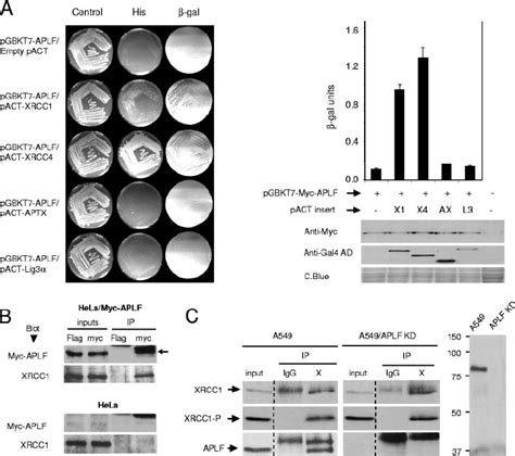 Interaction Of APLF With The DNA Strand Break Repair Proteins XRCC1 And