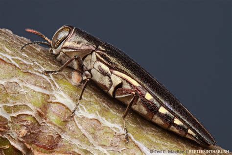 Honey Locust Borer | Beetles In The Bush