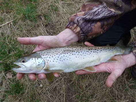 Surprise Landing Of A Sea Trout From The Middle Bristol Avon Bristol