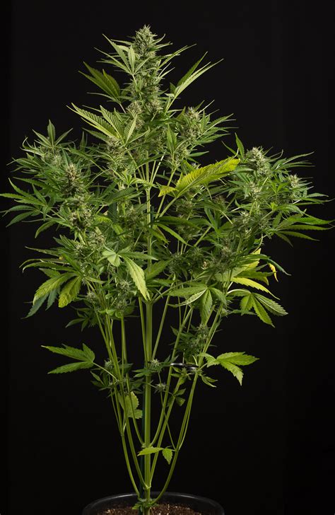 White Widow Xxl Autoflowering Purchase White Widow Xxl Autoflowering