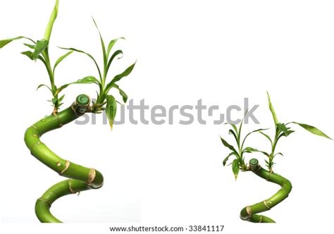 Isolated Bamboo White Background Stock Photo 33841117 Shutterstock