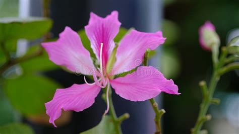 Bauhinia Blakeana flower stock image. Image of asia - 275737845