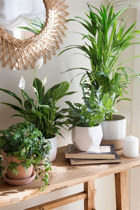 Las Plantas Que Potencian El Feng Shui Traen Suerte Y Aportan Buenas