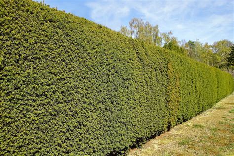 Eibe beliebtesten Sorten für einen schönen Garten