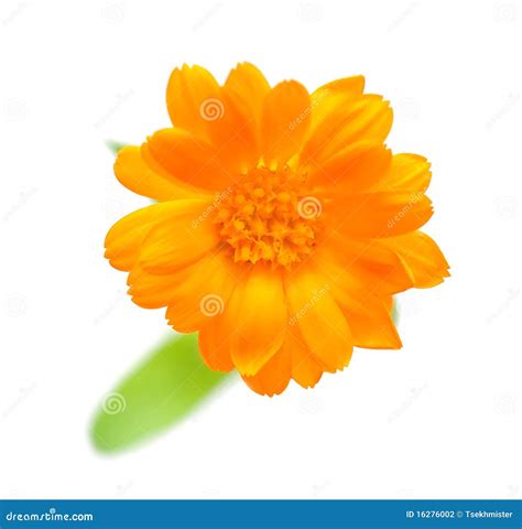 Ringblomma arkivfoto. Bild av löv, växt, fotografi, blomma - 16276002