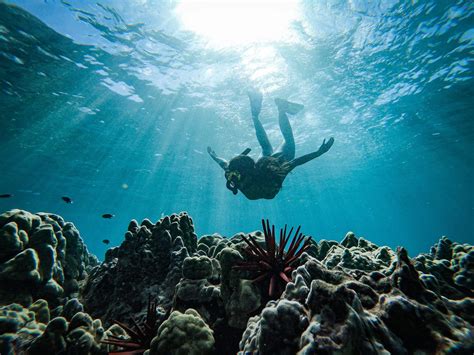 Lanai vs Molokini Snorkeling: What’s the Difference? - Hawaii Ocean Rafting