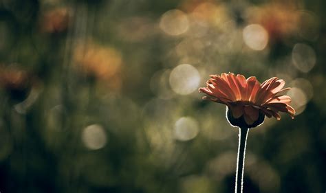 1920x1139 Nature Macro Depth Of Field Flowers Wallpaper