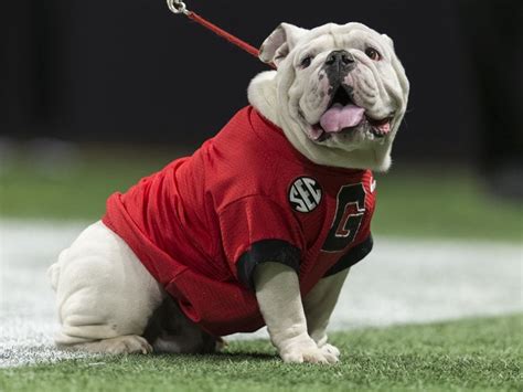 PETA: UGA Mascot Uga 'Looks Miserable,' Should Be Retired | Athens, GA ...