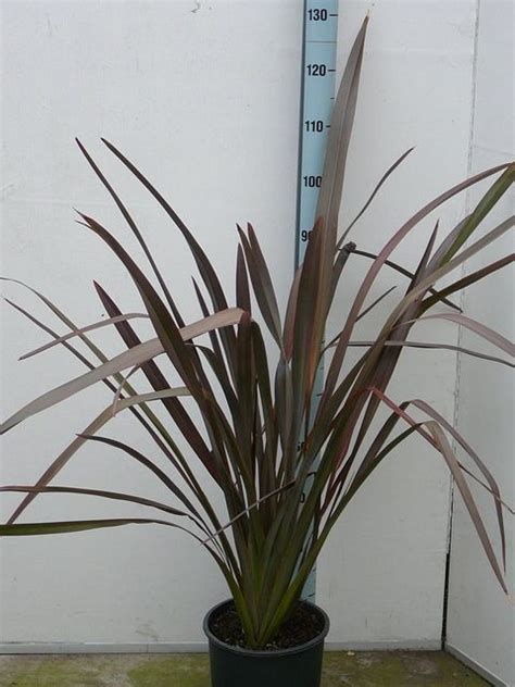 Phormium Tenax — Plant Wholesale Floraccess