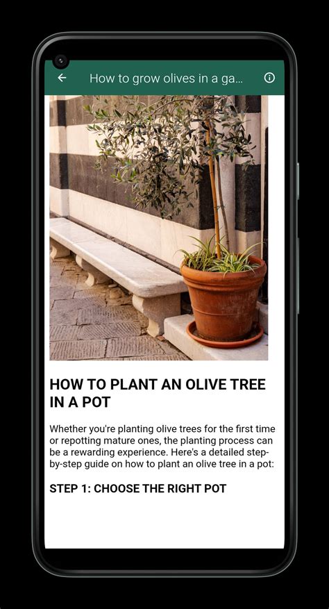 How to Grow Olive Trees APK for Android Download