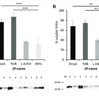 Western Blot Analysis Of Anti Gfp Vhhs With Different Sps In