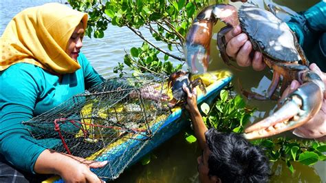 Berburu Kepiting Ukuran Jumbo Penghuni Hutan Bakau Youtube